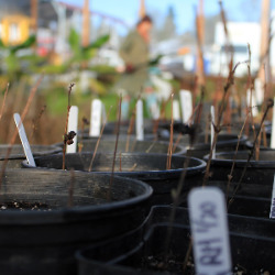 Plant Sale Volunteer Shift  (04/23/23)